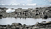 Gentoo penguins by water, Antarctica