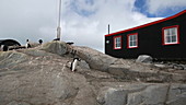 Penguin by research base, Antarctica