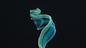Venus girdle ctenophore swimming