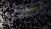 Leucothea comb jelly and plankton