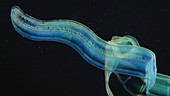 Venus girdle ctenophore swimming