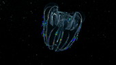 Bolinopsis comb jelly