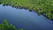 Tropical mangroves, Australia