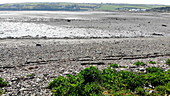Mud flats and salt marsh in Pembrokeshire