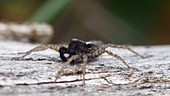 Male wolf spider on log