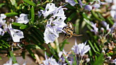 Honey bee on rosemary