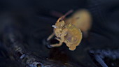 Globular springtail underwater