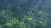 Carbon dioxide exchange in the ocean, animation