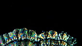 Vitamin C crystal growth, light microscopy