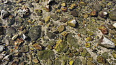 Periwinkle moving in rockpool