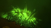 Gem anemone autofluorescence
