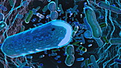 Bacteria, animation