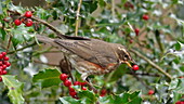 Redwing eating berry