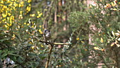 Long-tailed tit with caterpillar, slo-mo