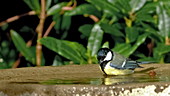 Great tit cleaning bath, slow motion