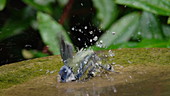 Blue tit soaking feathers, slow motion