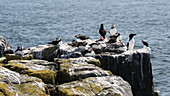 Puffins and guillemots
