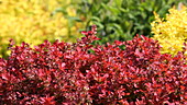 Red and yellow shrubs