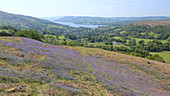 Mountain scenery with bluebells