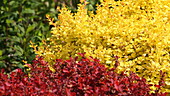 Red and yellow shrubs