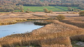 Leighton Moss reserve, UK