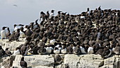 Guillemots and kittiwakes nesting