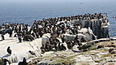 Guillemots and kittiwakes nesting