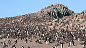 Adelie penguins