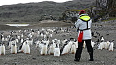 Gentoo penguins and tourists