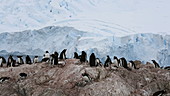 Gentoo penguins