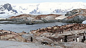 Gentoo penguin