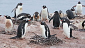 Gentoo penguins