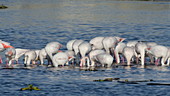 Greater flamingos feeding