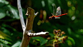 Ruddy darter dragonfly landing, high-speed