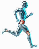 Running android with muscles, illustration