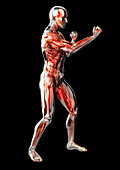 Male anatomical model in fighting stance, illustration