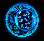 Animal cell, illustration