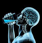 X-ray of man drinking from glass, illustration