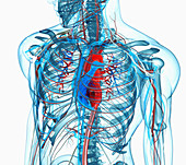 Chest, heart and arteries, illustration