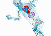 Anatomical model of running man, illustration