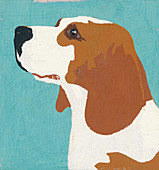 Beagle, illustration