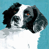 Border Collie dog, illustration