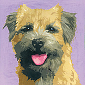 Border Terrier dog, illustration