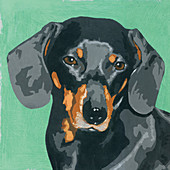 Dachshund dog, illustration