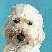 Cockapoo dog, illustration