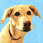 Yellow Labrador dog, illustration