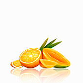 Fresh mango and orange, illustration