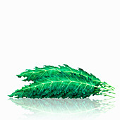 Pile of kale leaves, illustration
