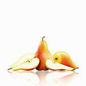 Whole and cut pears, illustration
