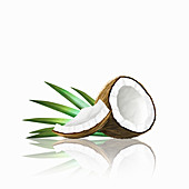 Pieces of coconut, illustration